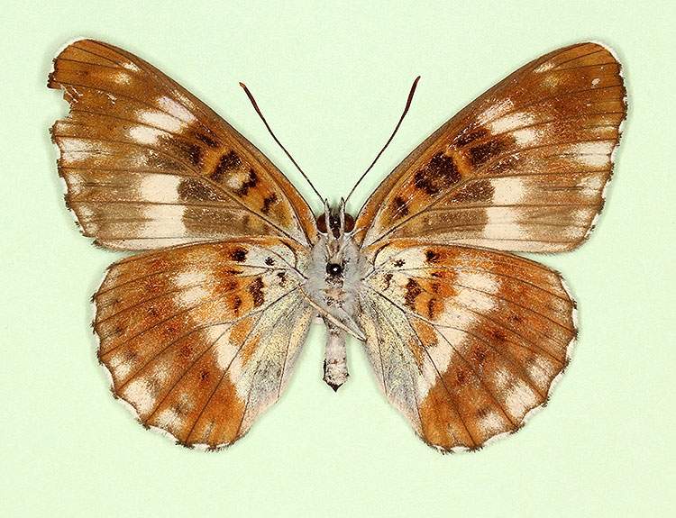 Limenitis camilla female (aberrant form nov, verso 2) (Internet Image property of respective owner, non-commercial use only)